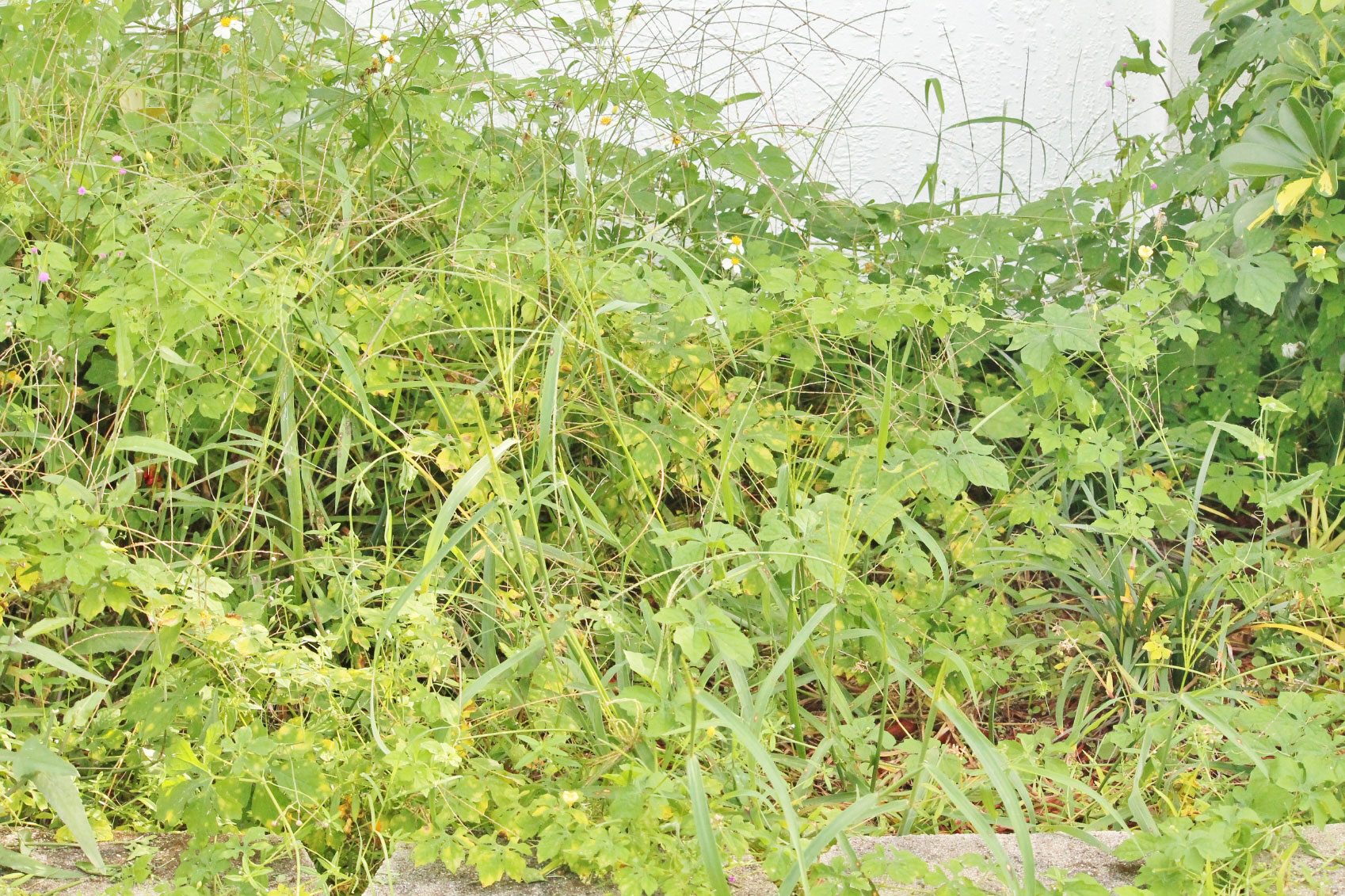 Say Goodbye to Lawn Pests: Expert Tips for DIY Pest Control in Your Outdoor Space
